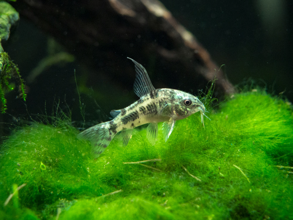 Longfin Peppered AKA Blue Leopard AKA Mottled Cory Catfish (Corydoras paleatus), Tank Bred!