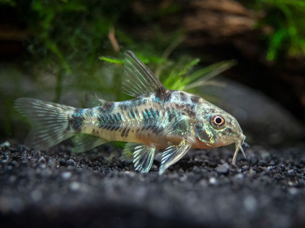 Longfin Peppered AKA Blue Leopard AKA Mottled Cory Catfish (Corydoras paleatus), Tank Bred!