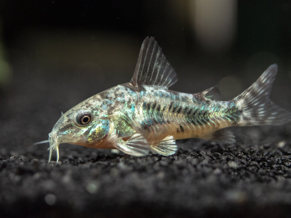 Longfin Peppered AKA Blue Leopard AKA Mottled Cory Catfish (Corydoras paleatus), Tank Bred!