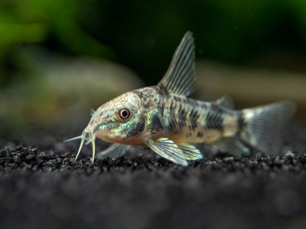 Longfin Peppered AKA Blue Leopard AKA Mottled Cory Catfish (Corydoras paleatus), Tank Bred!