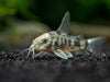Longfin Peppered AKA Blue Leopard AKA Mottled Cory Catfish (Corydoras paleatus), Tank Bred!