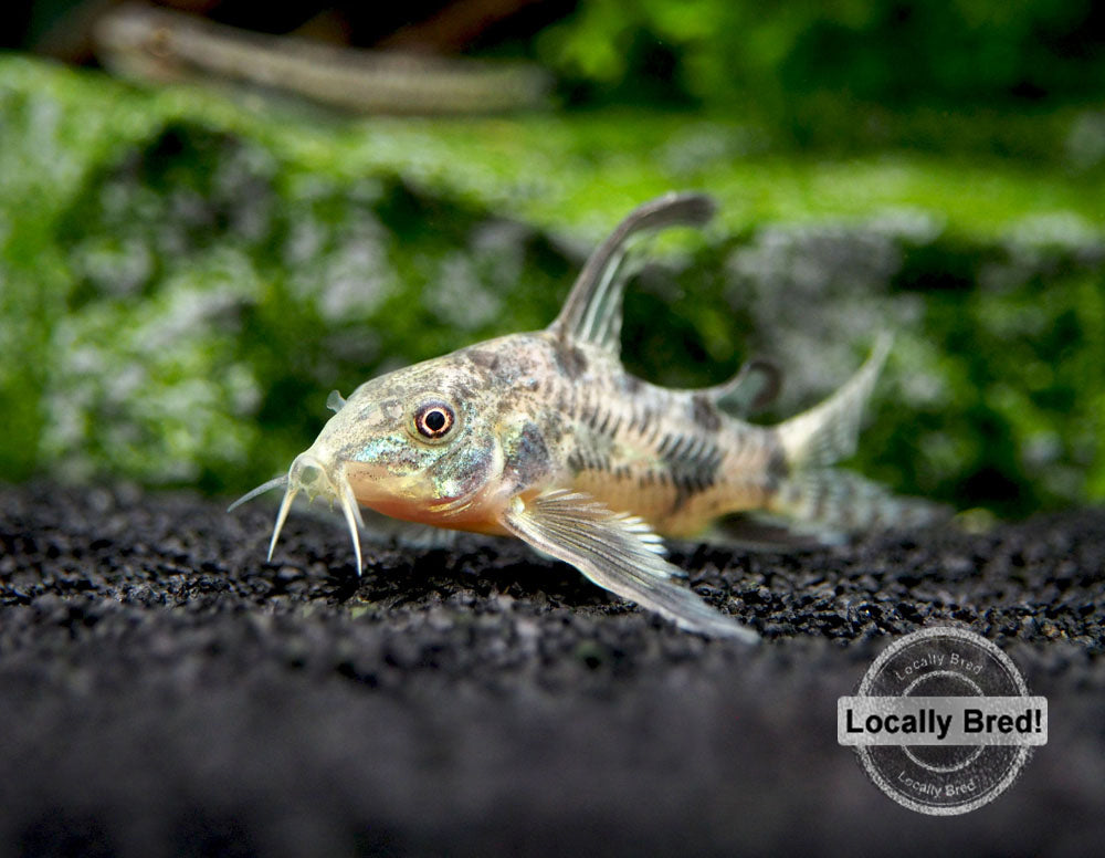 Longfin Peppered AKA Blue Leopard AKA Mottled Cory Catfish (Corydoras paleatus "Longfin"), Locally Bred!