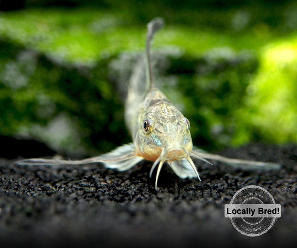 Longfin Peppered AKA Blue Leopard AKA Mottled Cory Catfish (Corydoras paleatus "Longfin"), Locally Bred!