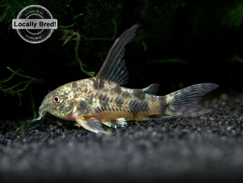 Longfin Peppered AKA Blue Leopard AKA Mottled Cory Catfish (Corydoras paleatus "Longfin"), Locally Bred!