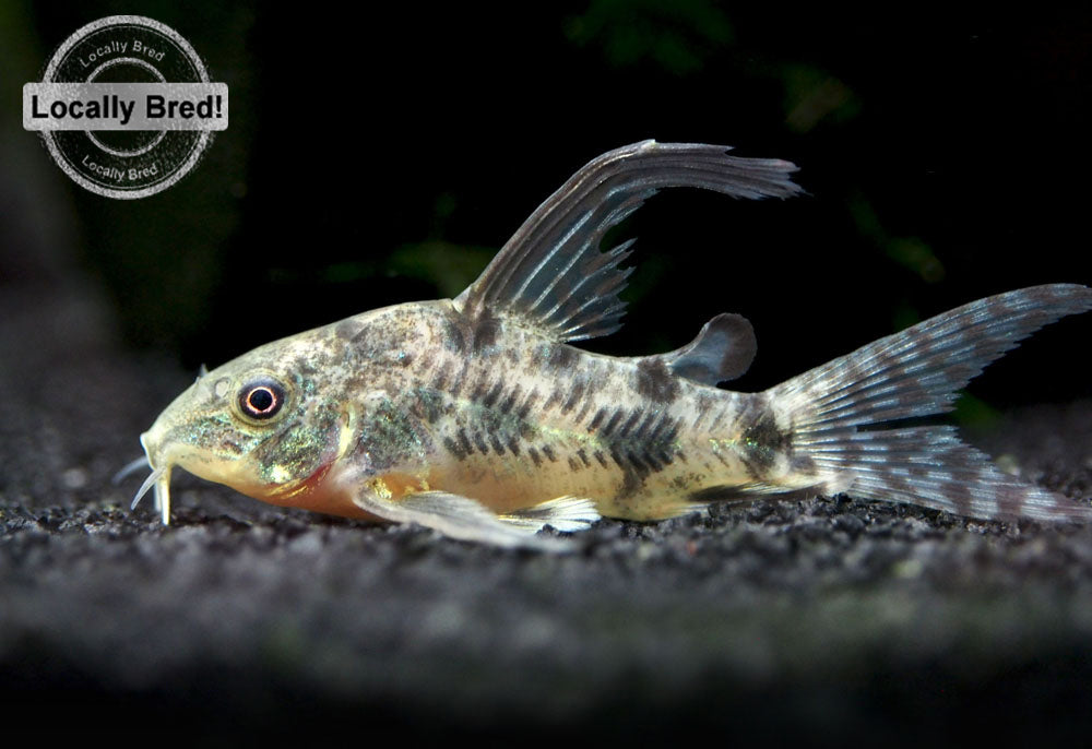 Longfin Peppered AKA Blue Leopard AKA Mottled Cory Catfish (Corydoras paleatus "Longfin"), Locally Bred!