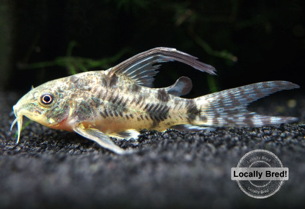 Longfin Peppered AKA Blue Leopard AKA Mottled Cory Catfish (Corydoras paleatus "Longfin"), Locally Bred!