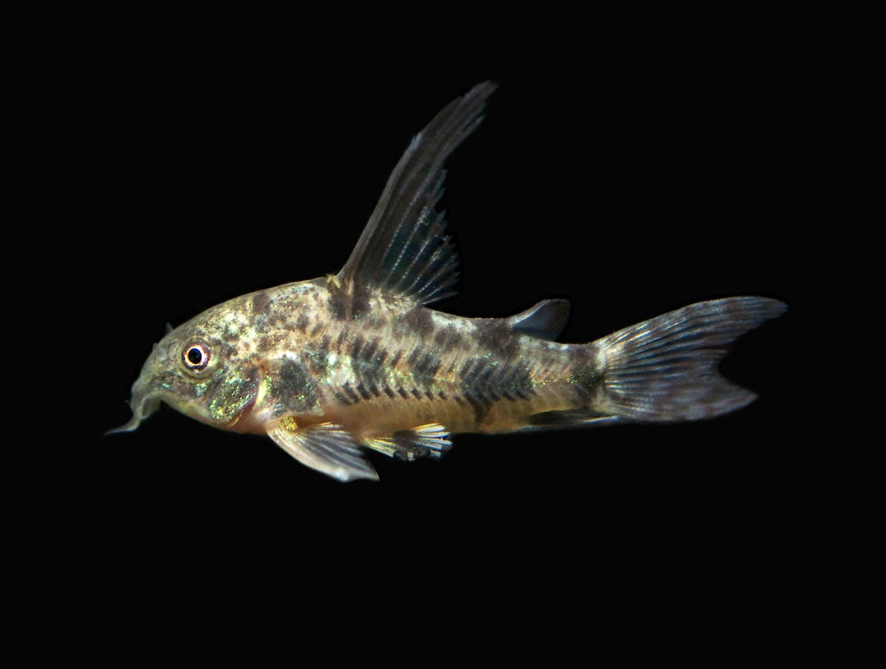 Longfin Peppered AKA Blue Leopard AKA Mottled Cory Catfish (Corydoras paleatus "Longfin"), Locally Bred!