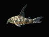 Longfin Peppered AKA Blue Leopard AKA Mottled Cory Catfish (Corydoras paleatus 