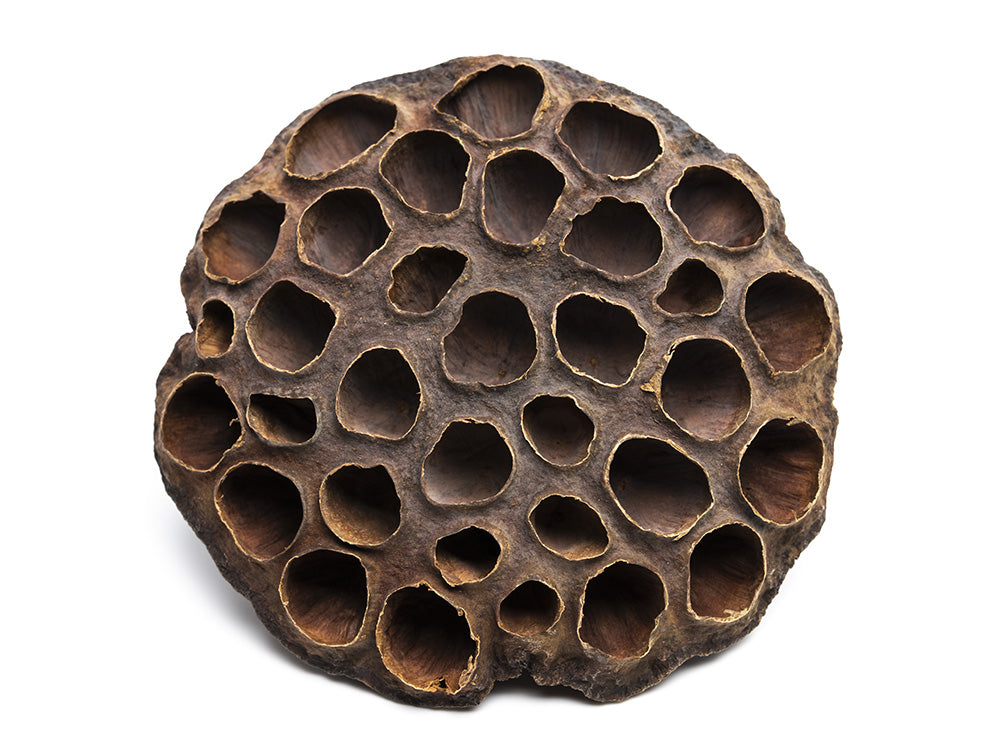 lotus flower seed pods Aquatic Arts Lotus Pods