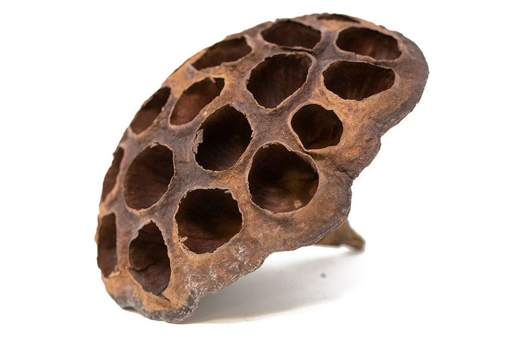 lotus pods for shrimp grazing 