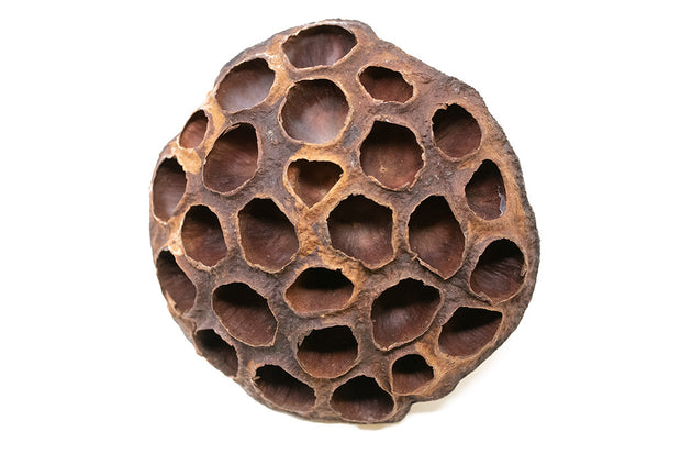 dried lotus pods for sale online 