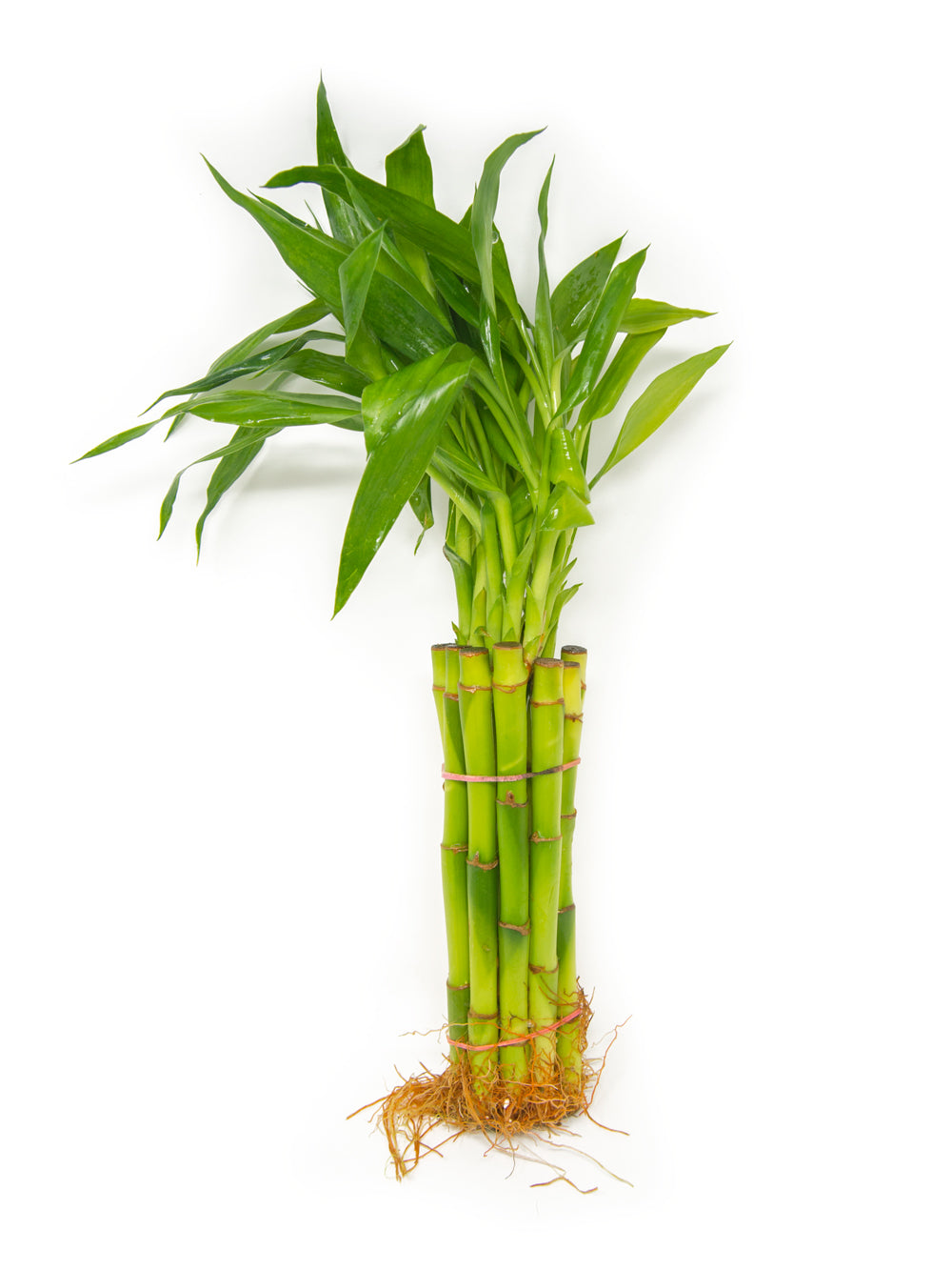 Lucky Bamboo Plant (Dracaena sanderiana), Straight and Curly Stalk