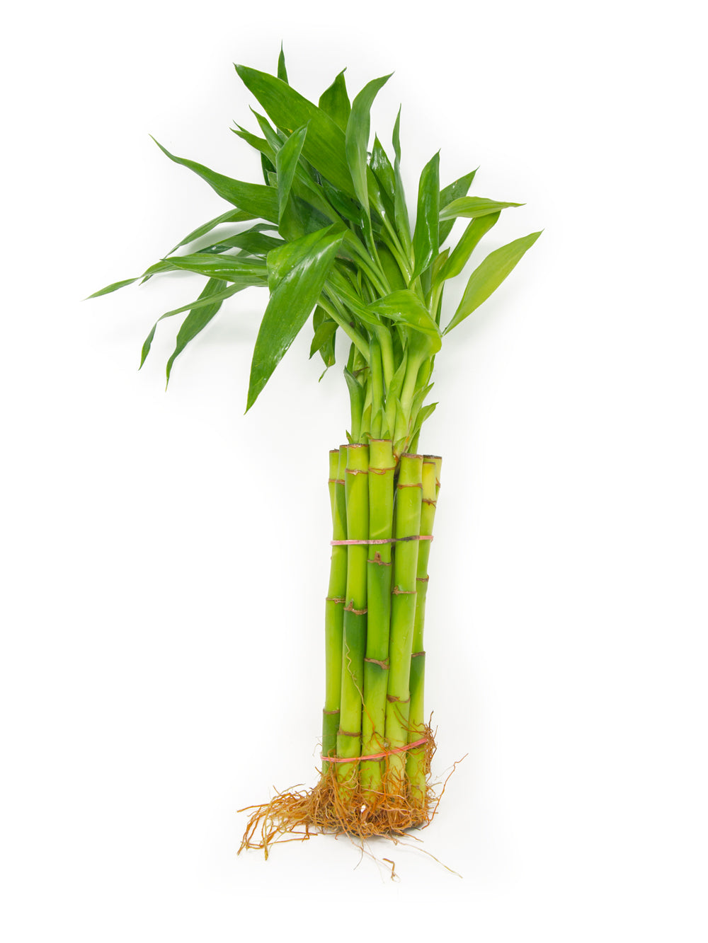 Lucky Bamboo Plant (Dracaena sanderiana), Straight and Curly Stalk