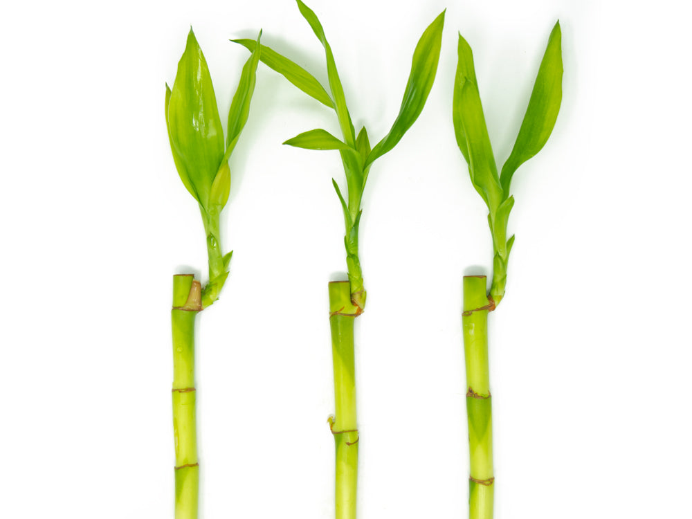 Lucky Bamboo Plant (Dracaena sanderiana), Straight and Curly Stalk