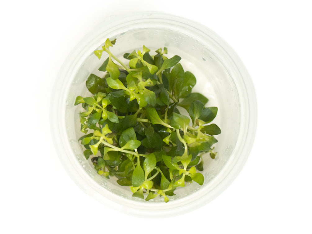 Oval Ludwigia Tissue Culture (Ludwigia ovalis)