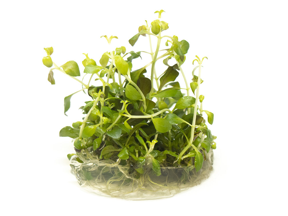 Oval Ludwigia Tissue Culture (Ludwigia ovalis)