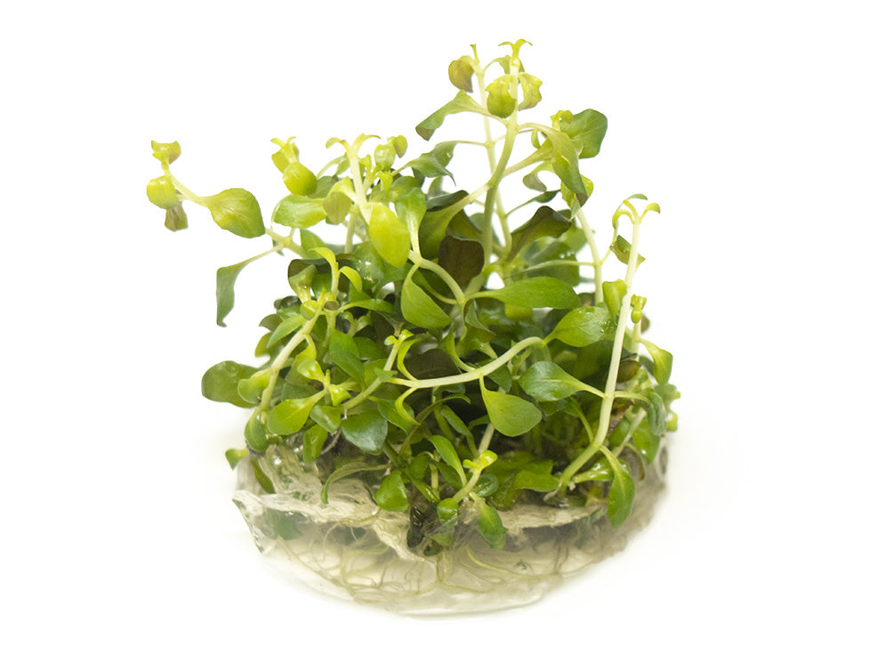 Oval Ludwigia Tissue Culture (Ludwigia ovalis)