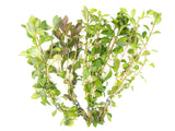 freshwater plant combo pack 