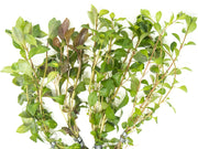 ludwigia stem plant combo 