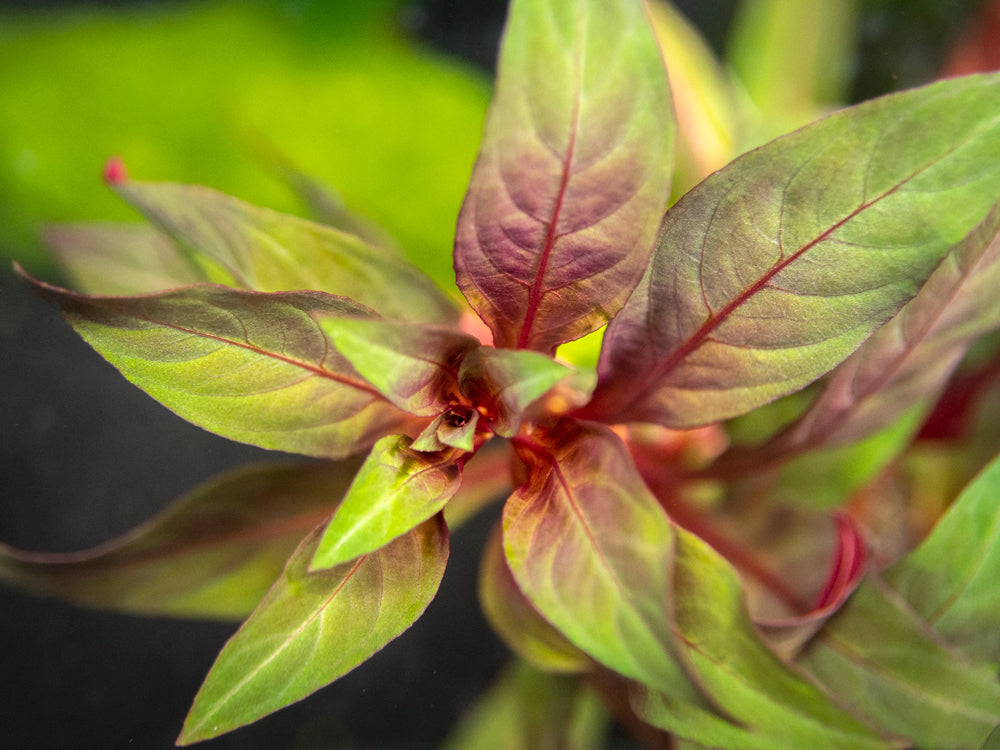 Red Star Ludwigia (Ludwigia glandulosa AKA L. peruensis), bunch