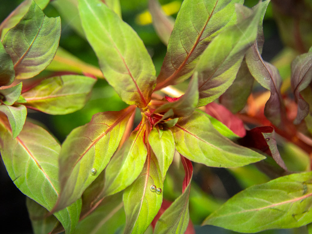 Red Star Ludwigia (Ludwigia glandulosa AKA L. peruensis), bunch