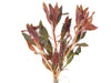 Red Star Ludwigia (Ludwigia glandulosa AKA L. peruensis), bunch