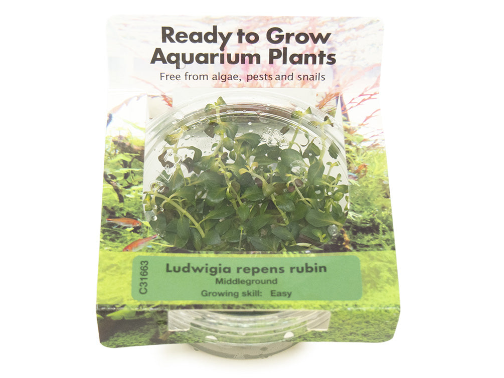 Ludwigia 'rubin' (Ludwigia repens 'rubin') Tissue Culture