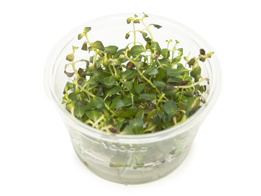 Ludwigia 'rubin' (Ludwigia repens 'rubin') Tissue Culture