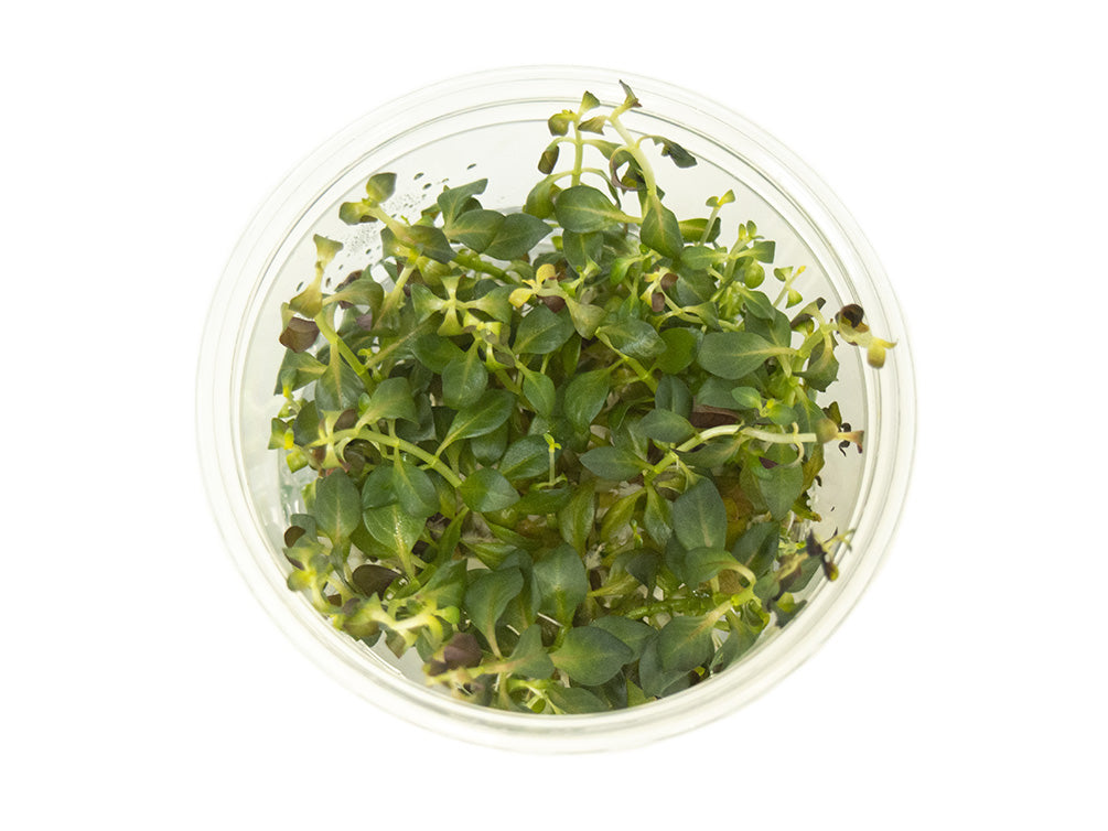 Ludwigia 'rubin' (Ludwigia repens 'rubin') Tissue Culture