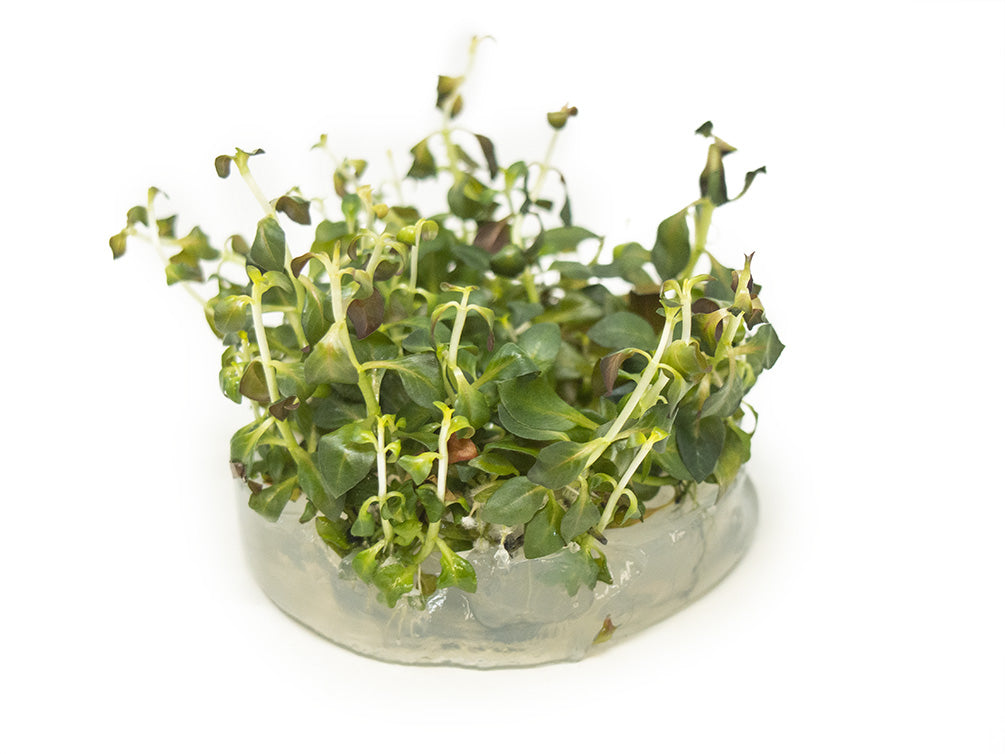 Ludwigia 'rubin' (Ludwigia repens 'rubin') Tissue Culture