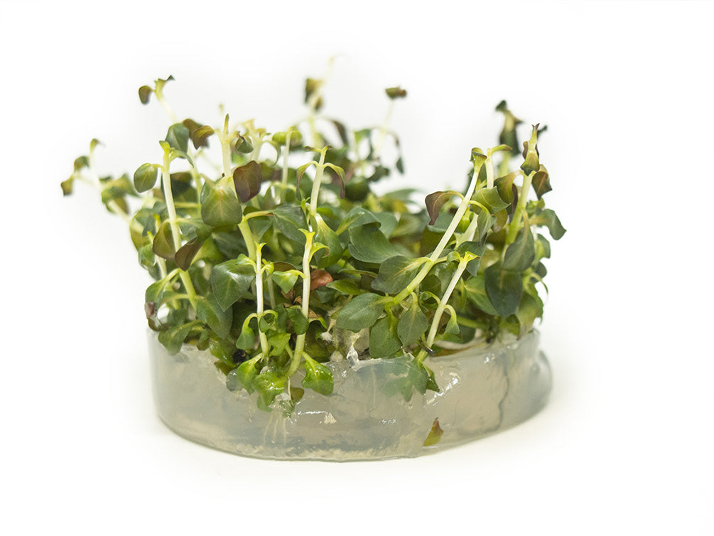 Ludwigia 'rubin' (Ludwigia repens 'rubin') Tissue Culture