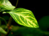 Oval Ludwigia (Ludwigia ovalis), bunch