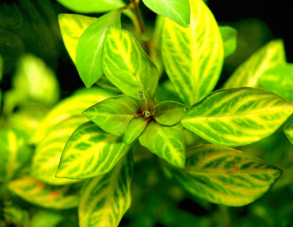 ludwigia ovalis 