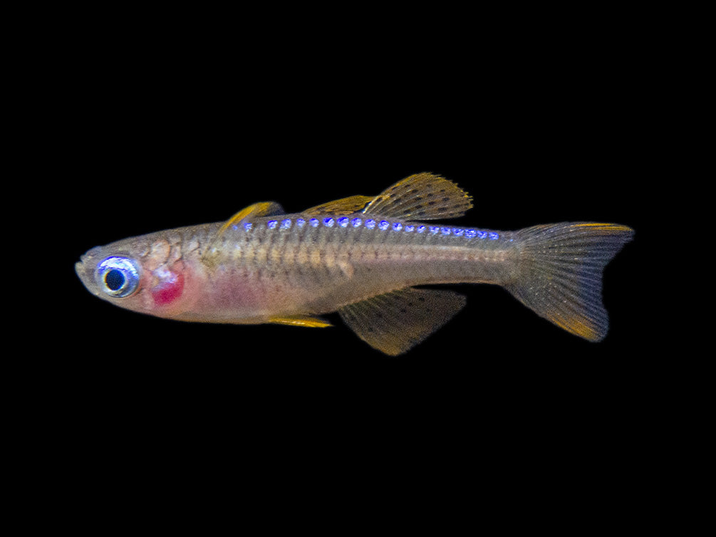 Red Neon Blue Eye Rainbowfish (Pseudomugil luminatus), Tank-Bred