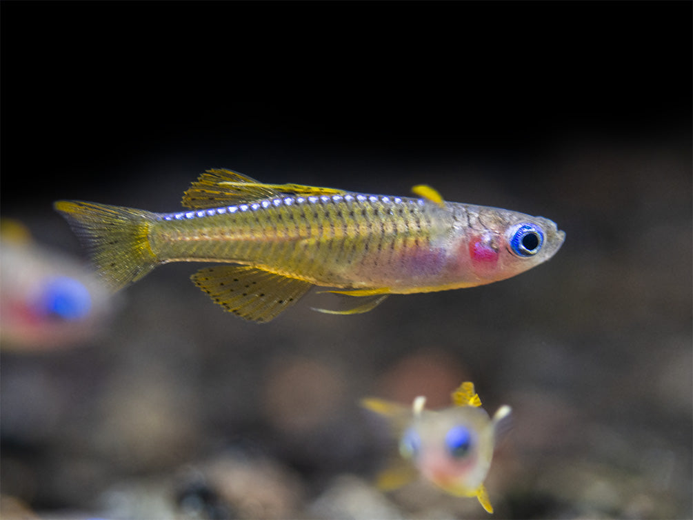 Red Neon Blue Eye Rainbowfish (Pseudomugil luminatus), Tank-Bred