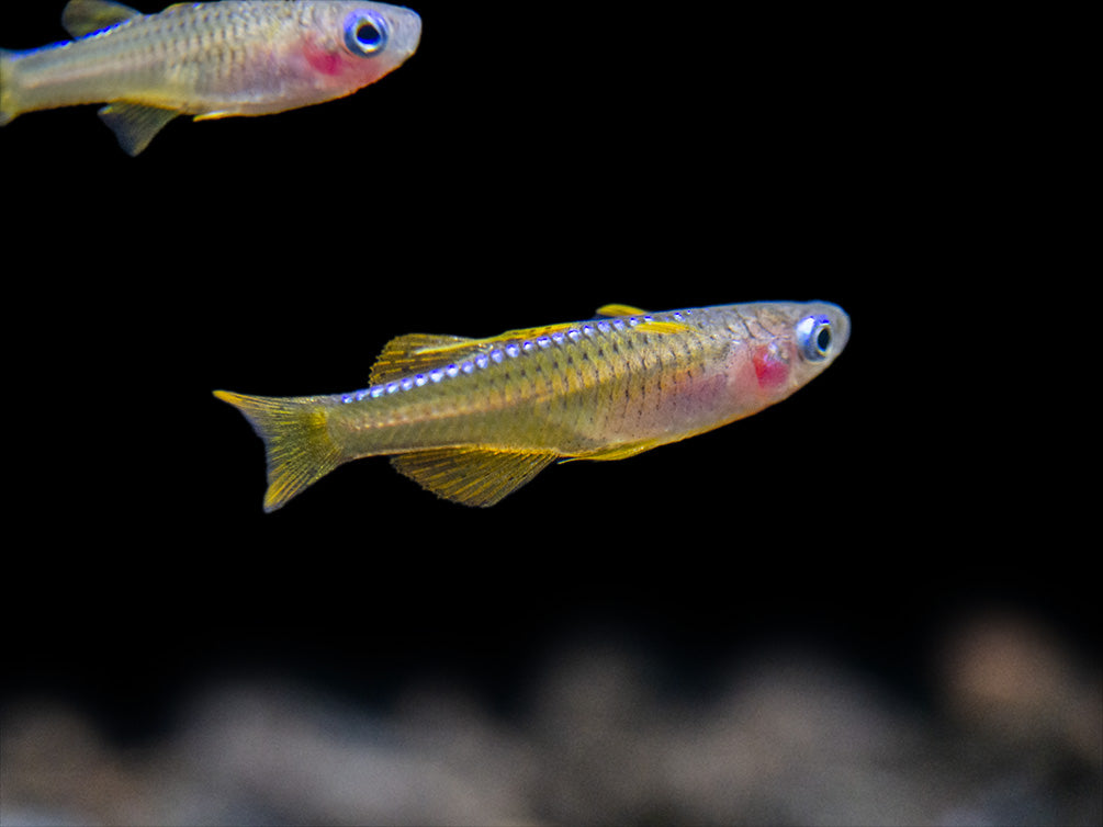 Red Neon Blue Eye Rainbowfish (Pseudomugil luminatus), Tank-Bred