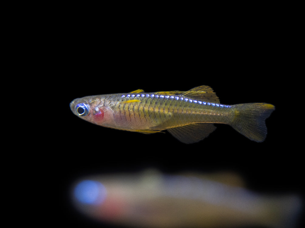 Red Neon Blue Eye Rainbowfish (Pseudomugil luminatus), Tank-Bred