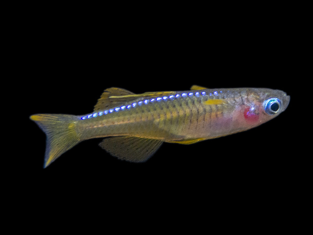 Red Neon Blue Eye Rainbowfish (Pseudomugil luminatus), Tank-Bred