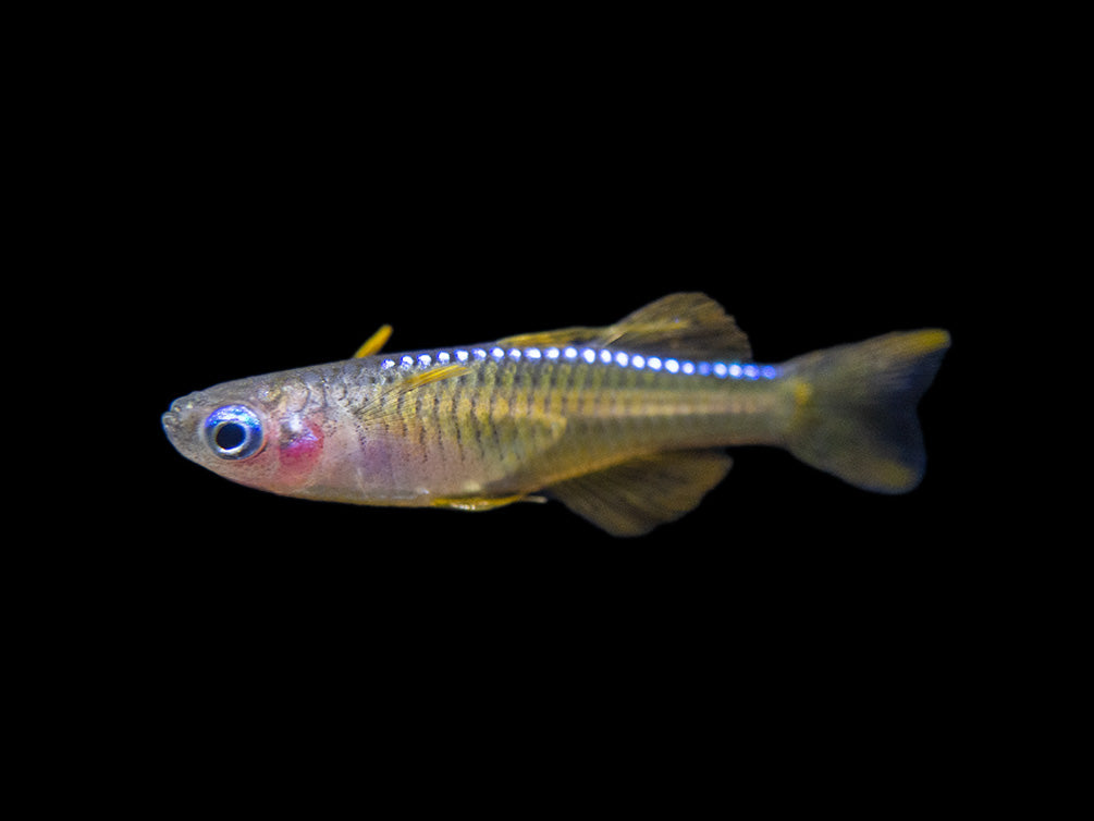 Red Neon Blue Eye Rainbowfish (Pseudomugil luminatus), Tank-Bred