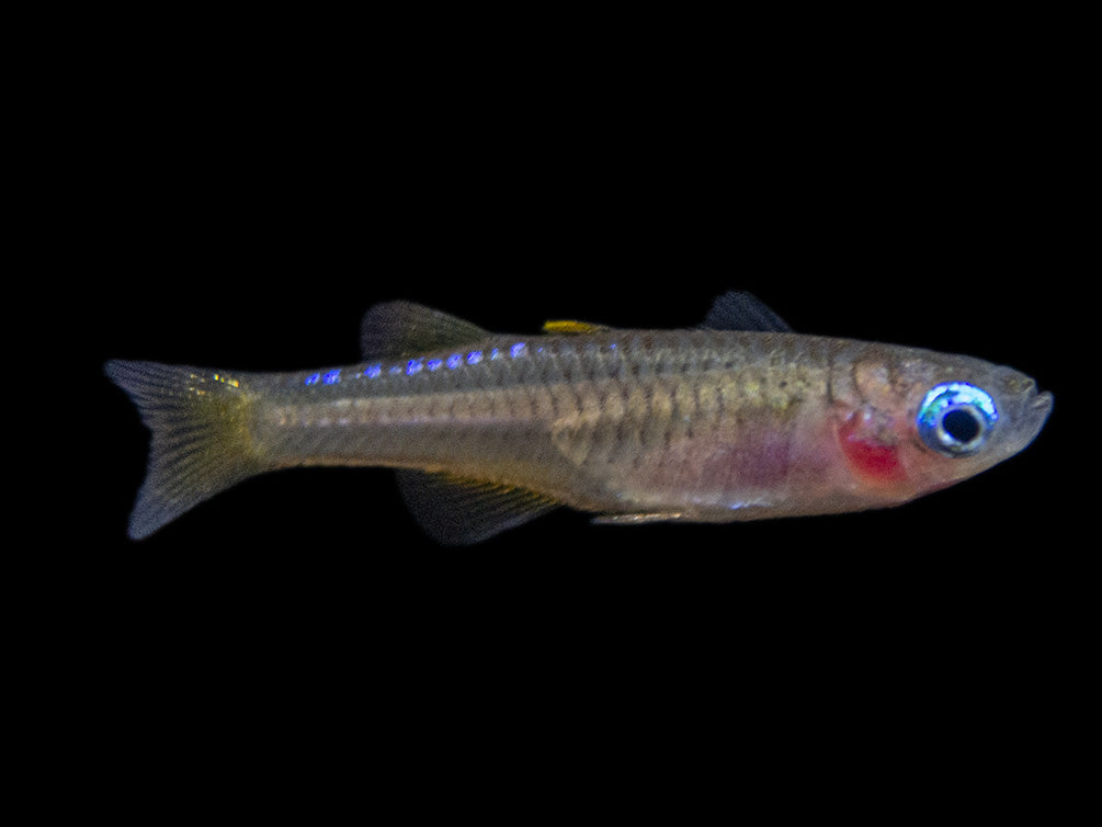 Red Neon Blue Eye Rainbowfish (Pseudomugil luminatus), Tank-Bred