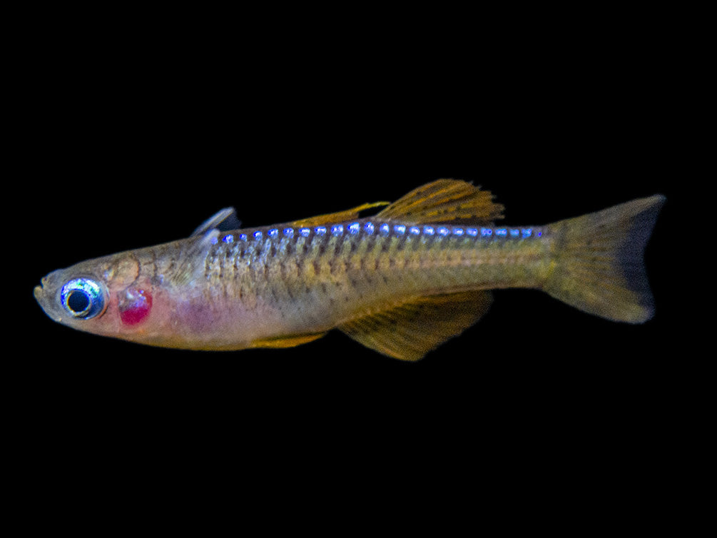 Red Neon Blue Eye Rainbowfish (Pseudomugil luminatus), Tank-Bred