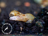 Malaysian Trumpet AKA Red-Rimmed Melania Snail (Melanoides tuberculata), BREDBY, Aquatic Arts