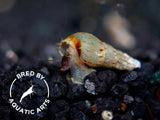 Malaysian Trumpet AKA Red-Rimmed Melania Snail (Melanoides tuberculata), BREDBY, Aquatic Arts
