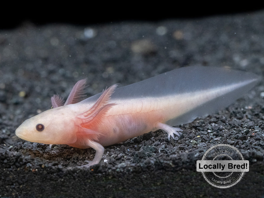 Copper Melanoid Axolotl (Ambystoma mexicanum), Locally Bred!