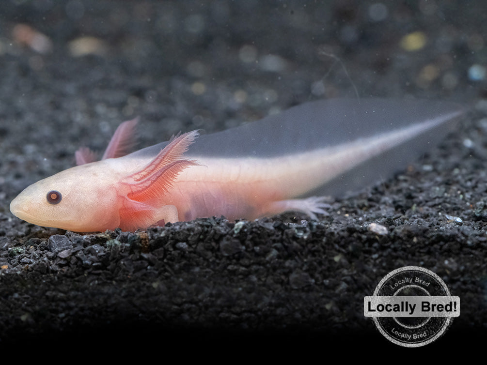 Copper Melanoid Axolotl (Ambystoma mexicanum), Locally Bred!