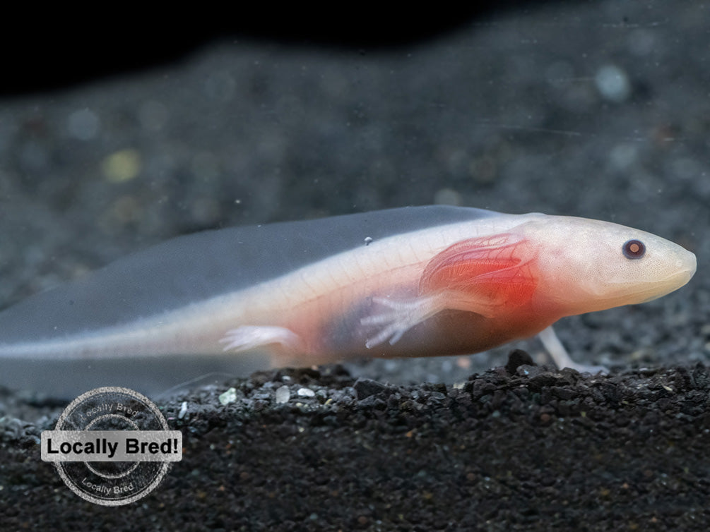 Copper Melanoid Axolotl (Ambystoma mexicanum), Locally Bred!