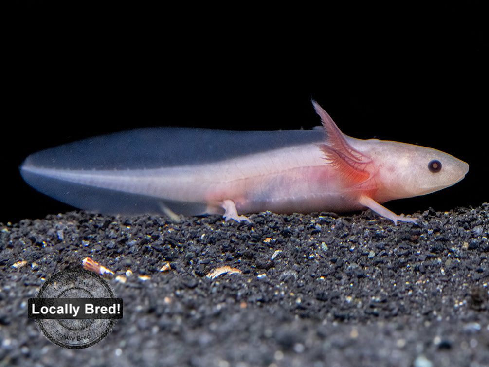 Copper Melanoid Axolotl (Ambystoma mexicanum), Locally Bred!