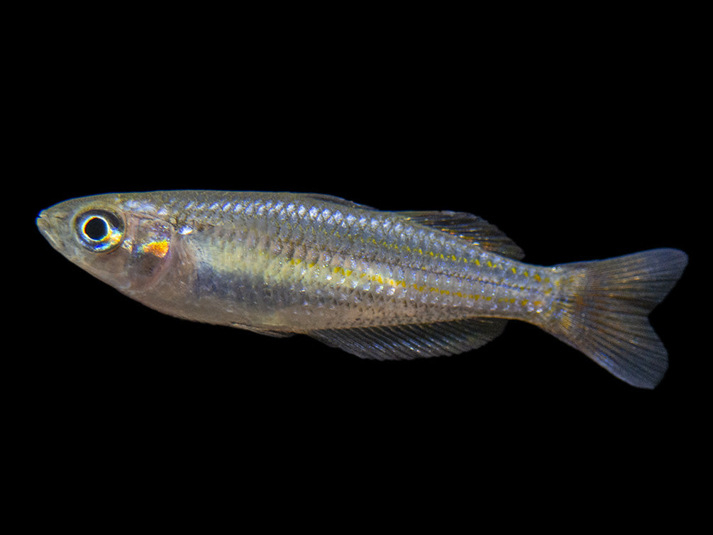 Macculloch's Dwarf Rainbowfish (Melanotaenia maccullochi) - Tank-Bred!