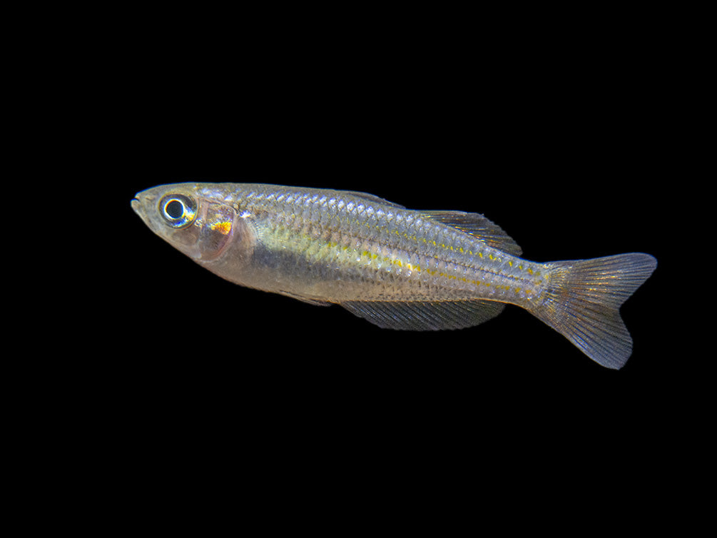 Macculloch's Dwarf Rainbowfish (Melanotaenia maccullochi) - Tank-Bred!