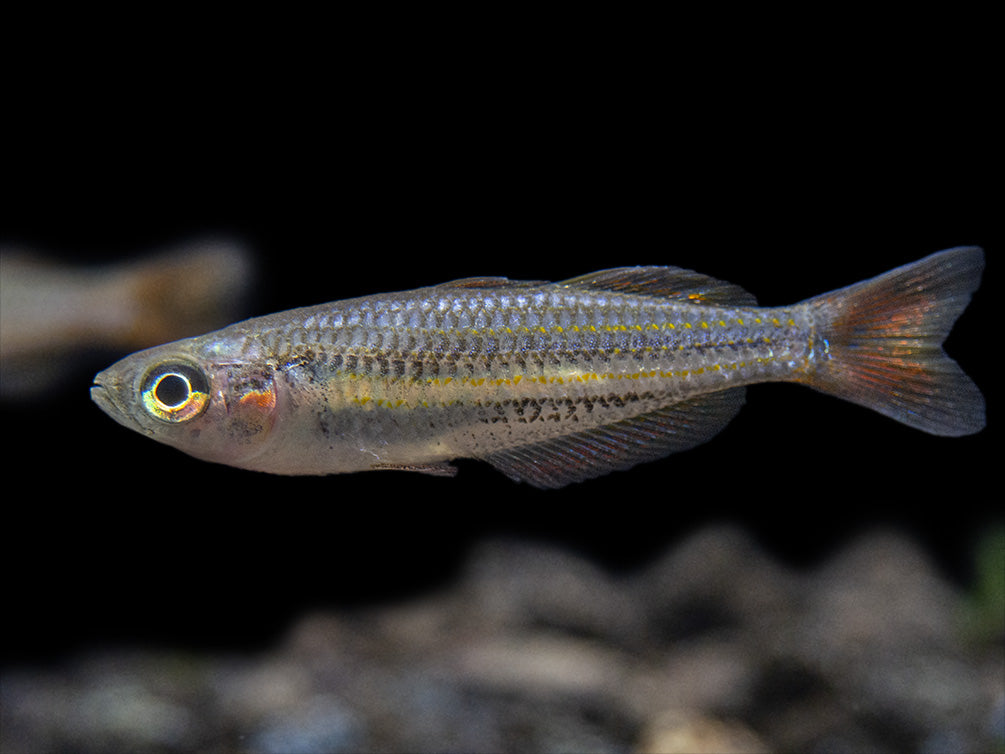 Macculloch's Dwarf Rainbowfish (Melanotaenia maccullochi) - Tank-Bred!